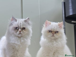 Persian cats Persian cats - Advert 3