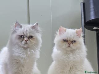 Persian cats Persian cats - Advert 17