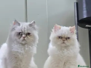 Persian cats Persian cats - Advert 6