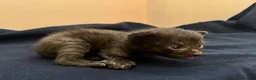 Mixed Breed cats for sale: Sphynx cross kittens x6 - Advert 25