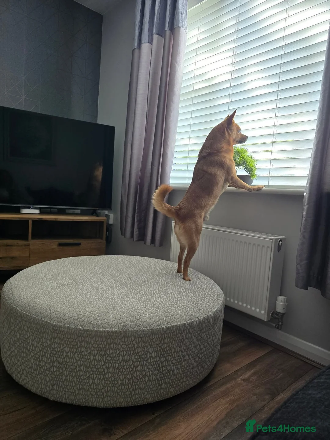 Mixed Breed dogs for sale: Toby 7 years - Advert 2