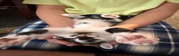 Mixed Breed cats for sale: Two Adorable Kittens Looking for Their  Home! - Advert 5