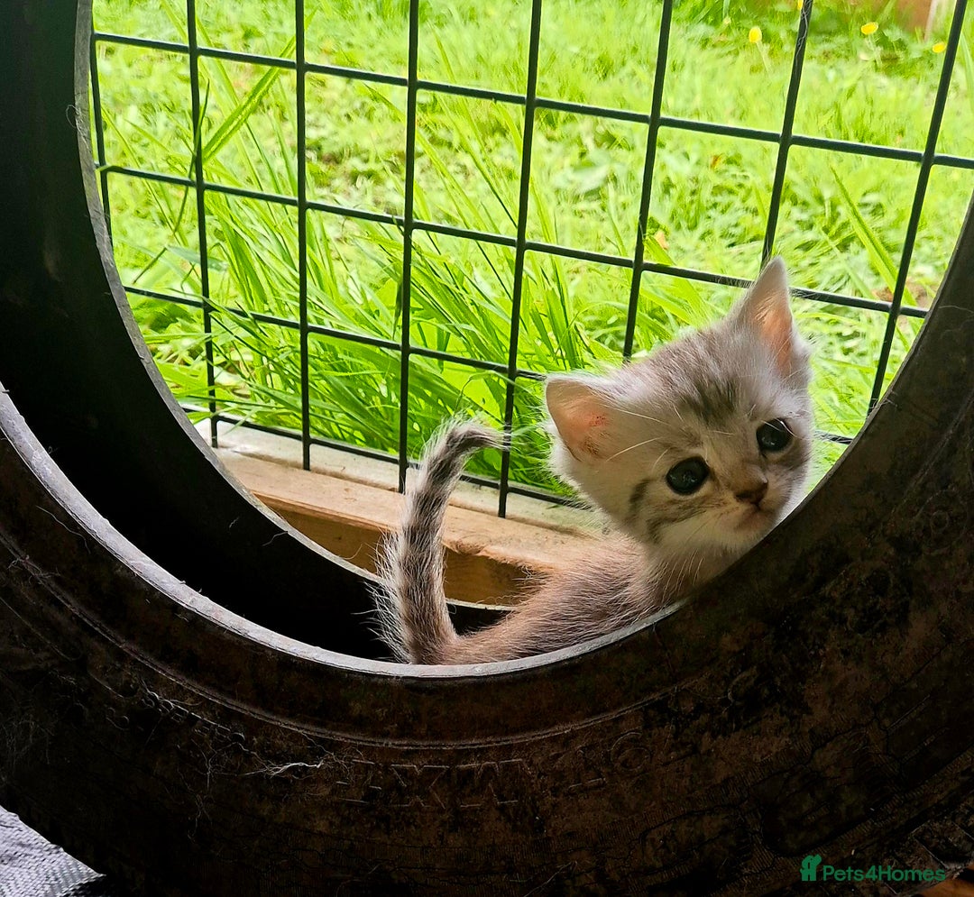 Bengal cats for sale: BENGAL X BRITISH SHORT HAIR - Image 6