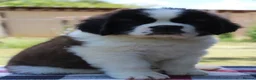 Saint Bernard dogs for sale: dcjkhsdk purebred Saint Bernard puppies for you in Cheltenham - Advert 10