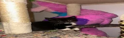 Mixed Breed cats for sale: 2 male, 4 female kittens are looking for home - Advert 7