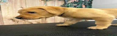 Labrador Retriever Puppy 1