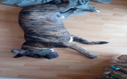 Cane Corso dogs for sale: Meet Our Gorgeous Boy Moose  - Image 8