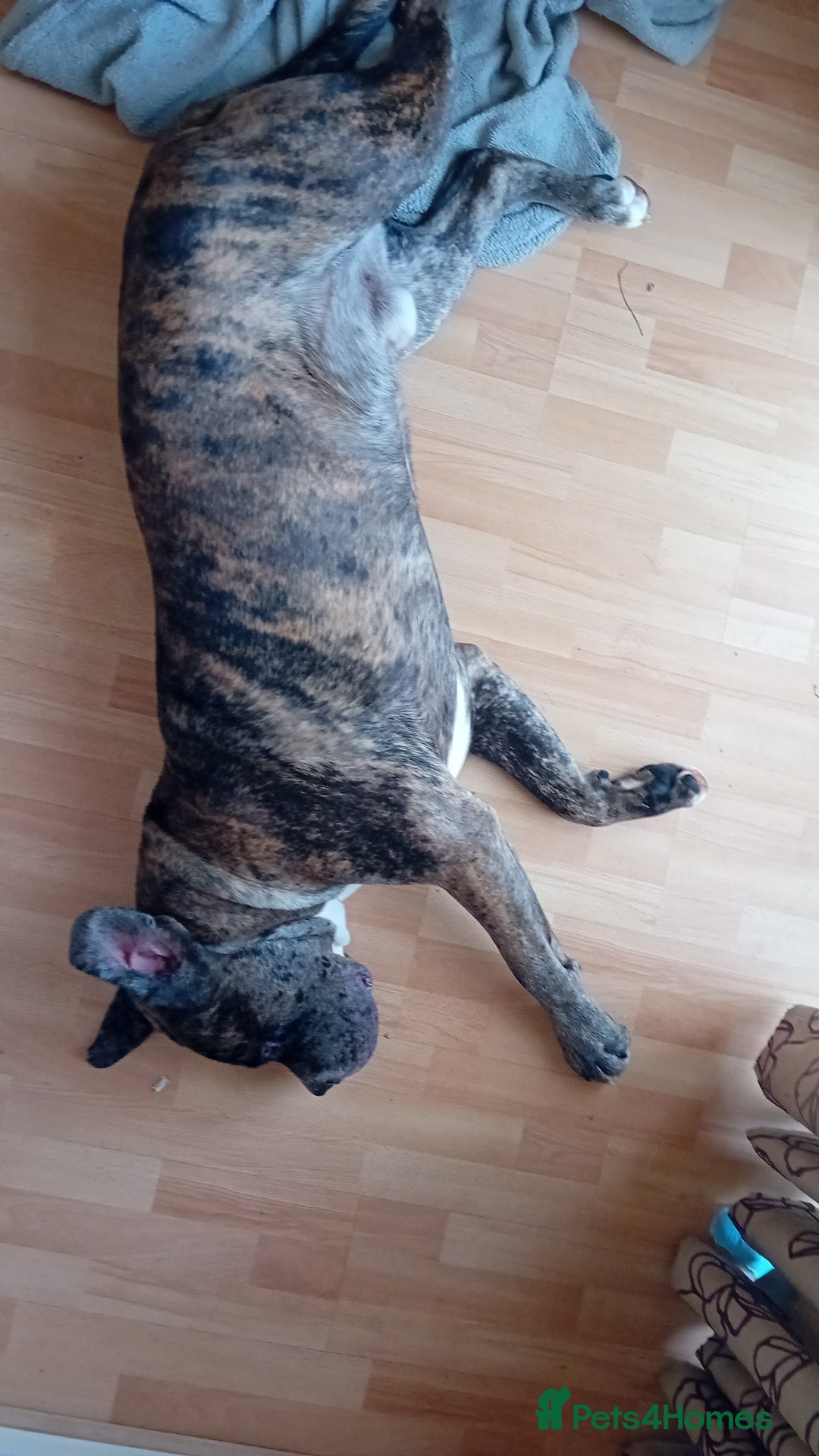 Cane Corso dogs for sale: Meet Our Gorgeous Boy Moose  - Image 8