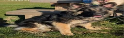German Shepherd dogs for stud: KC health tested isabella german shepherd for stud in Saundersfoot - Advert 11
