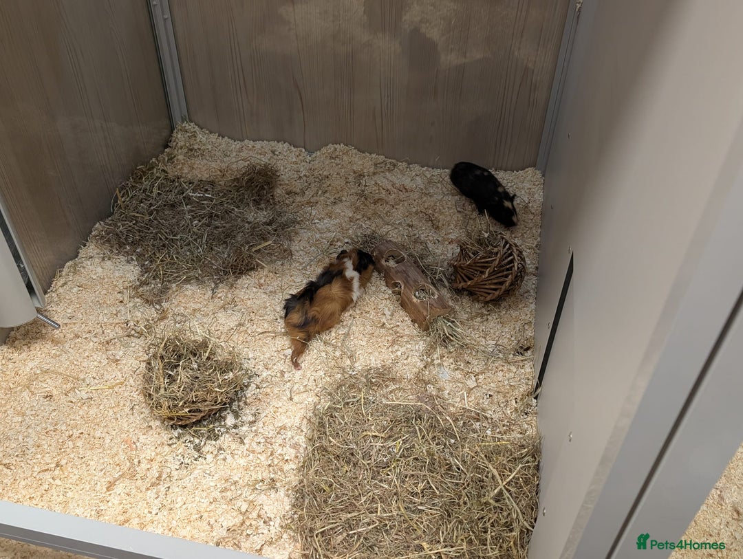 Tan rabbits for sale: Beautiful baby GUINEA PIGS - Image 15