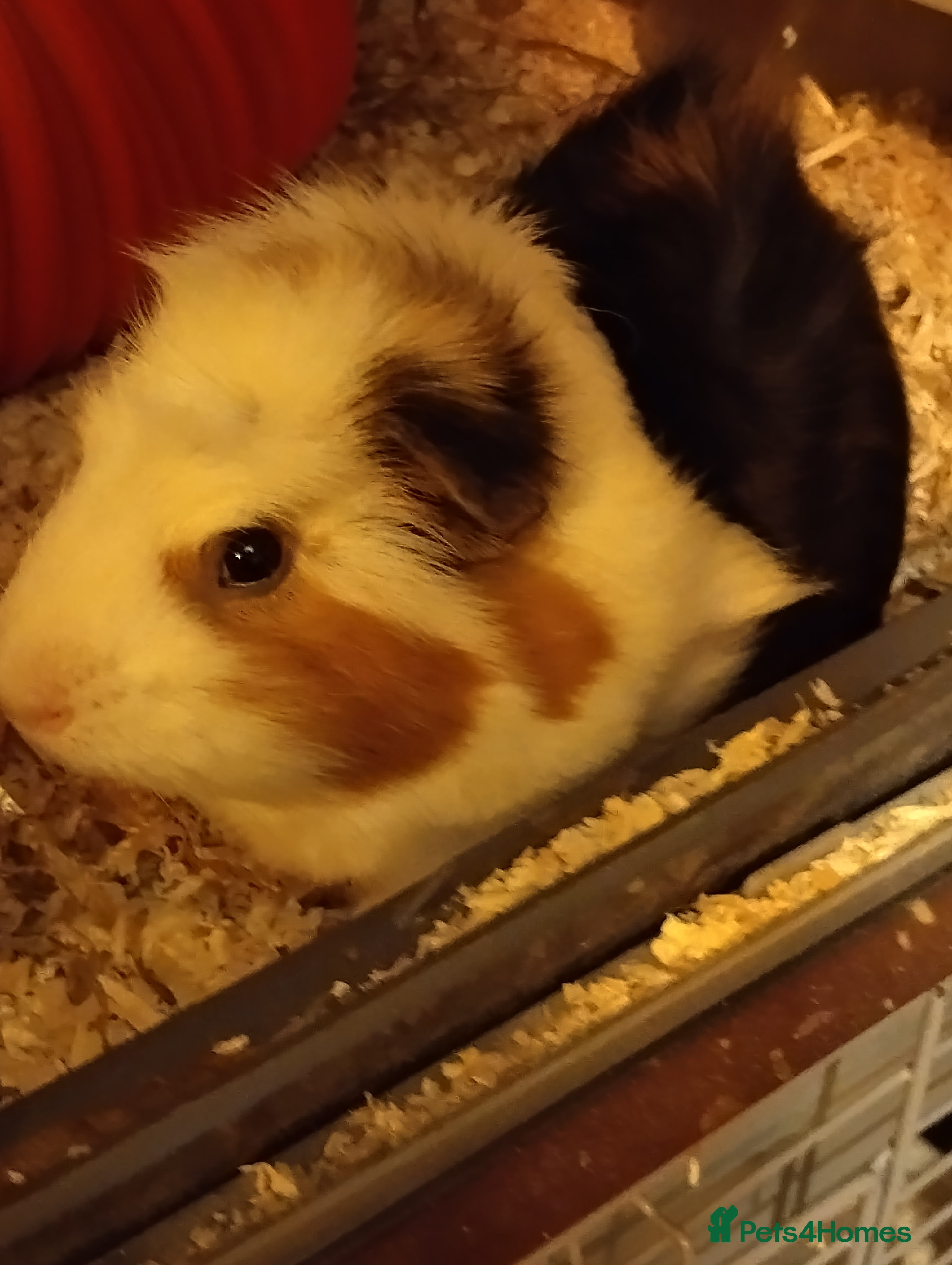 Guinea Pig rodents 2 Year Old Male Guinea Pig Including Large Cage  - Advert 1