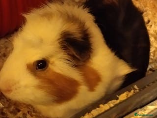 Guinea Pig rodents 2 Year Old Male Guinea Pig Including Large Cage - Advert 1