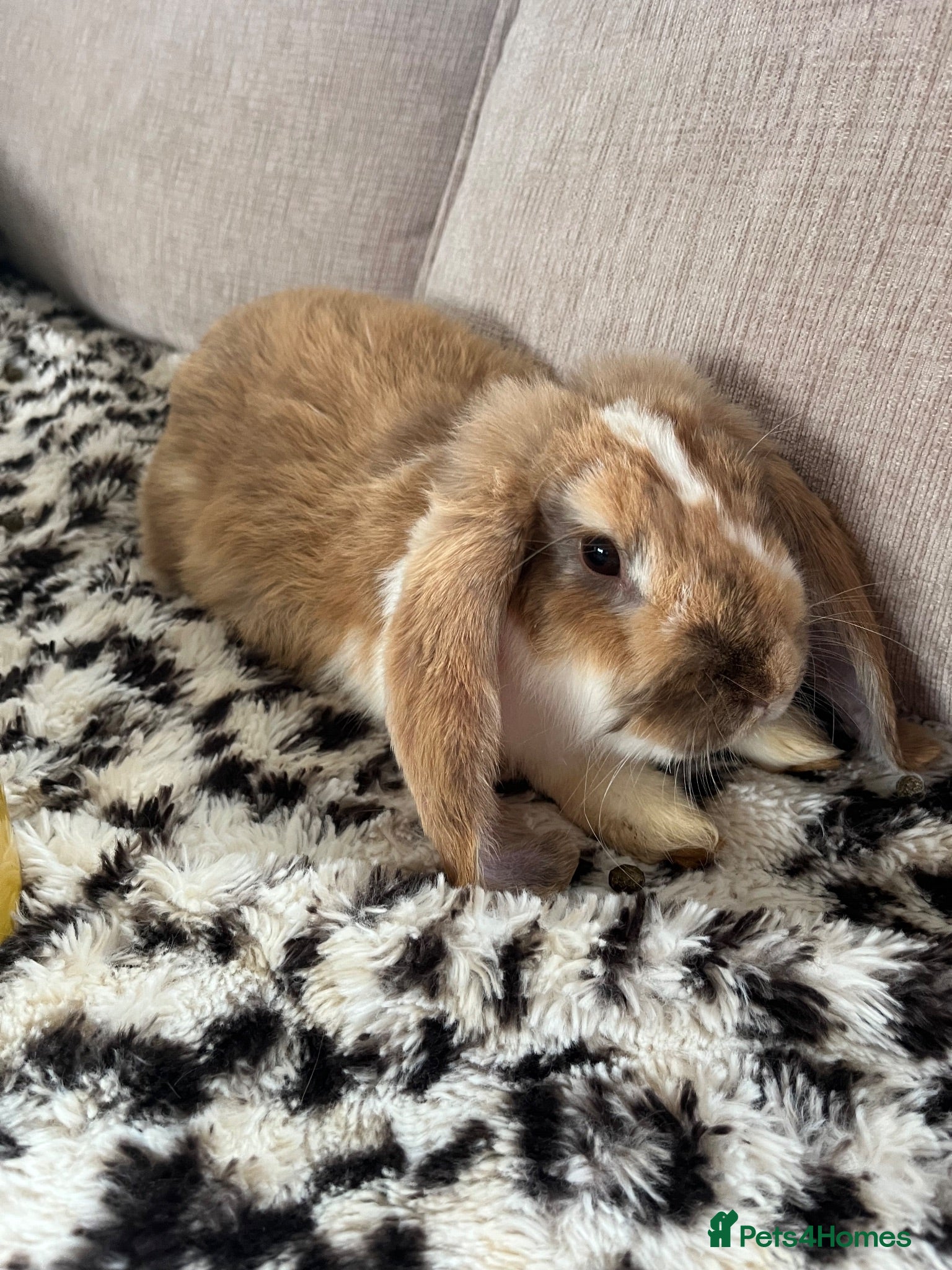 Mini Lop rabbits Bunnies looking for their forever homes 🏡🐰 - Advert 2