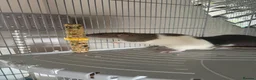 Rat rodents for sale: Two tame male rats and full setup in Walton on the Naze - Advert 3