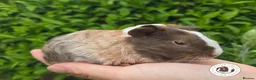 Guinea Pig rodents for sale: Gorgeous Baby Guinea Pigs For Sale  - Advert 3