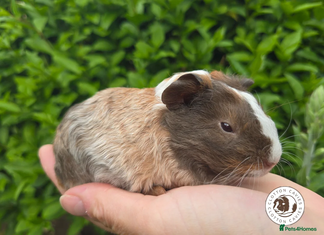 Guinea Pig rodents for sale: Gorgeous Baby Guinea Pigs For Sale  - Advert 3