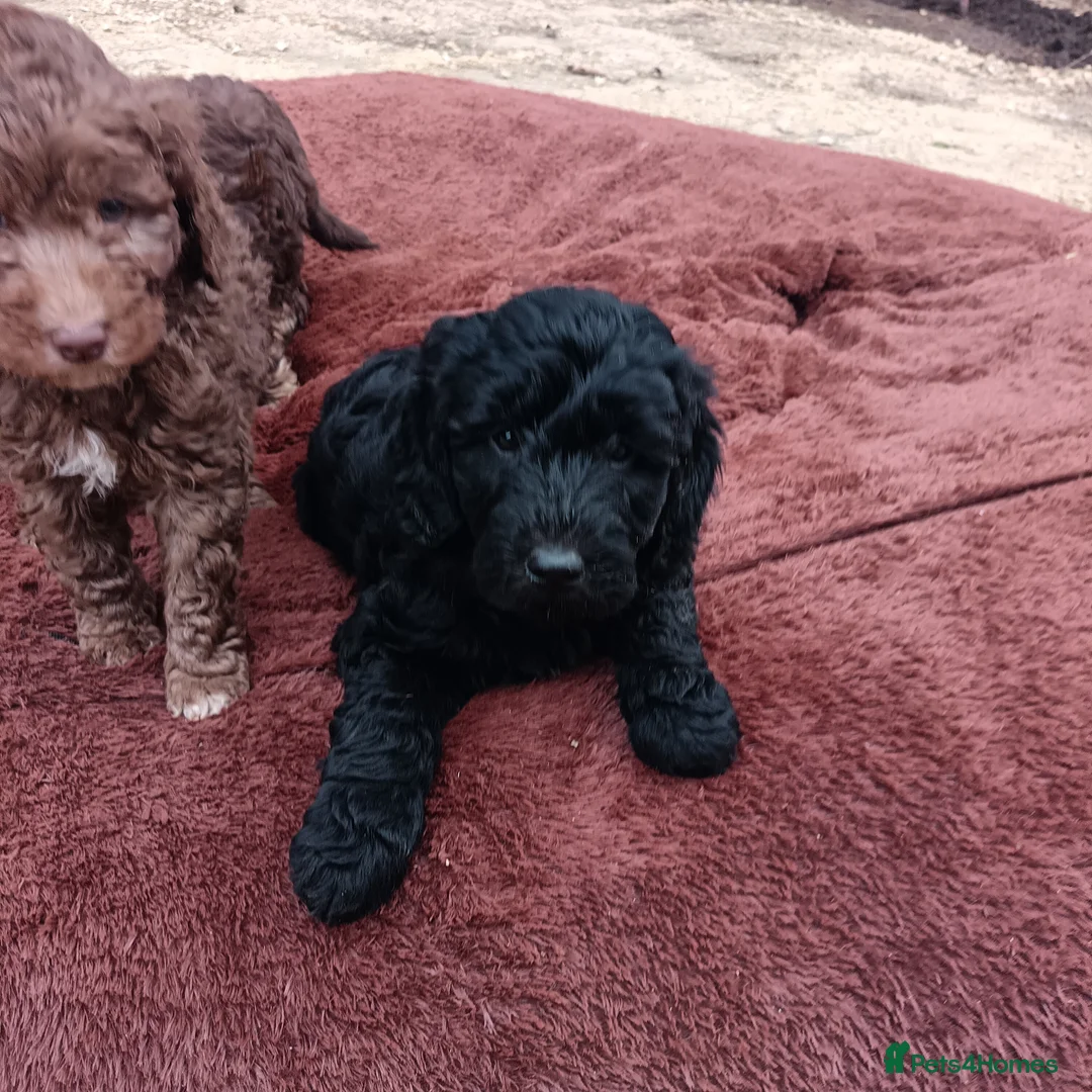 Double Doodle dogs for sale: 🌈Fully vaccinated and ready to meet the world 🌈 - Advert 31