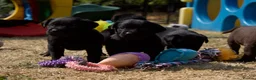 Labrador Retriever dogs for sale: KC reg black bitch . Health tested parents. - Advert 3