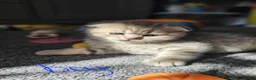 Scottish Fold cats for sale: 5 Beautiful Scottish Kittens Ready for Homes 🐾 - Advert 13