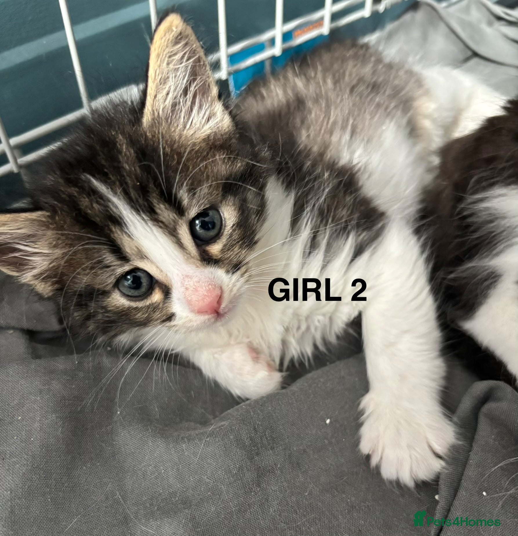 British Shorthair cats 7 beautiful kittens looking for a home  - Advert 1