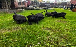 Labrador Retriever dogs for sale: Nicky shields  - Image 5