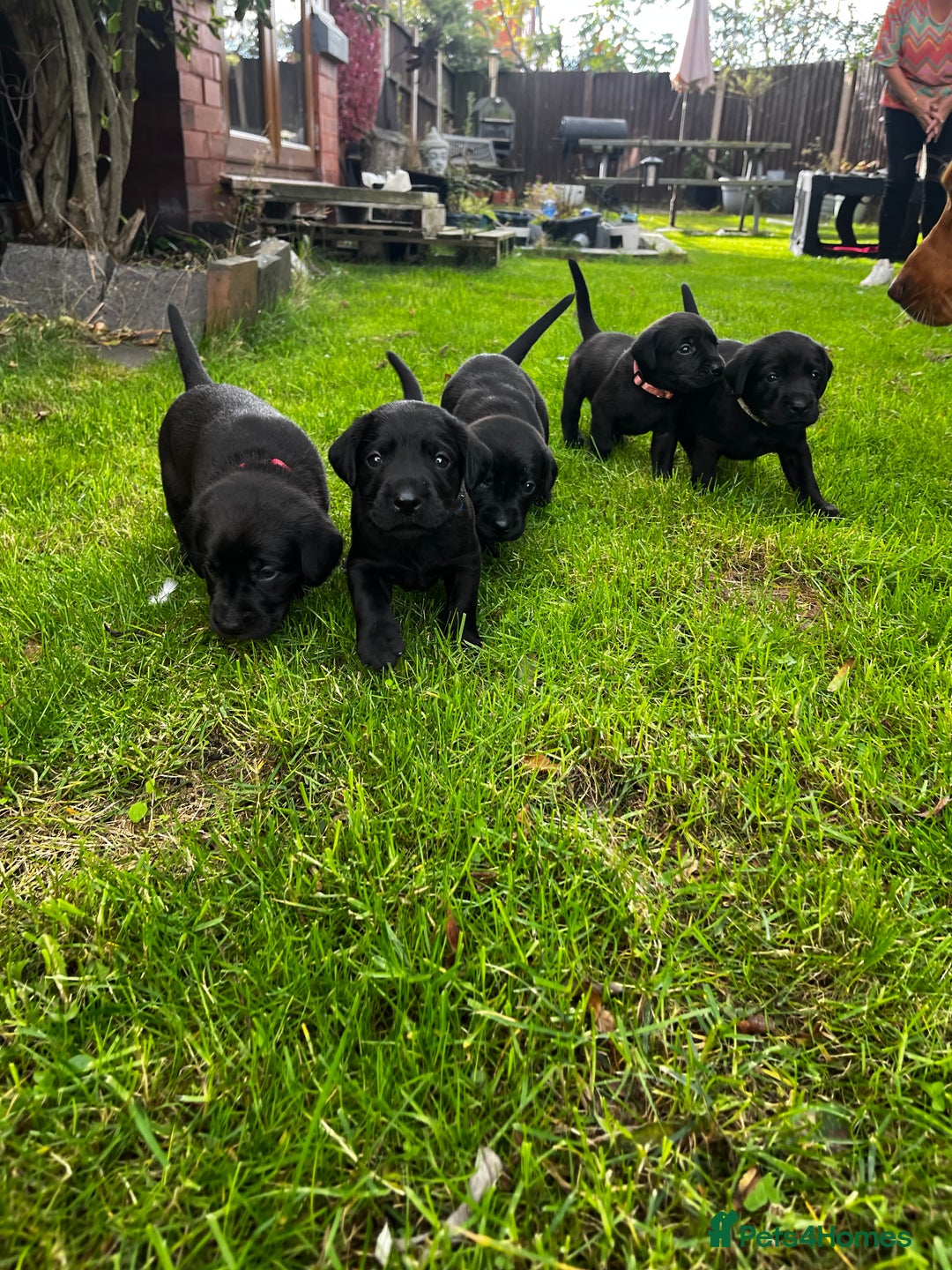 Labrador Retriever dogs for sale: Nicky shields  - Image 5