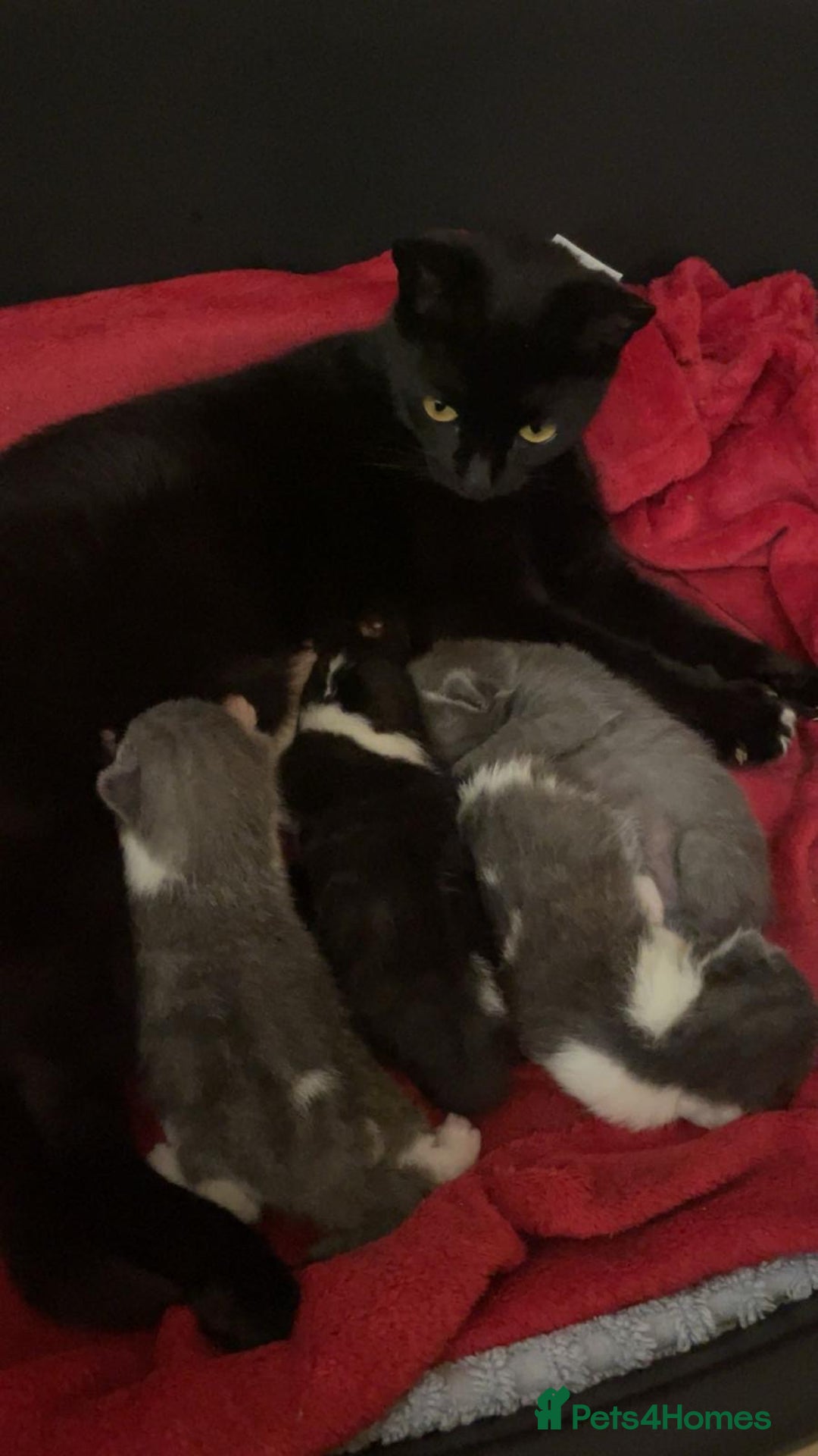 British Shorthair cats for sale: Kittens for sale - Image 7