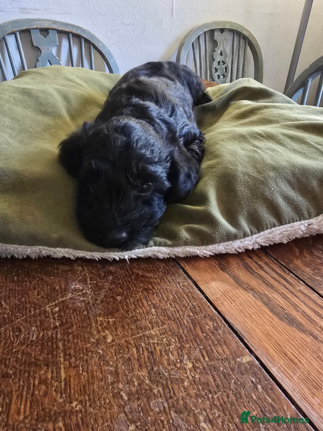 Schnoodle dogs for sale: Schnoodle puppys  - Image 8