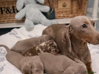 Miniature Dachshund dogs Beautiful Miniature Dachshund Puppies - Advert 7