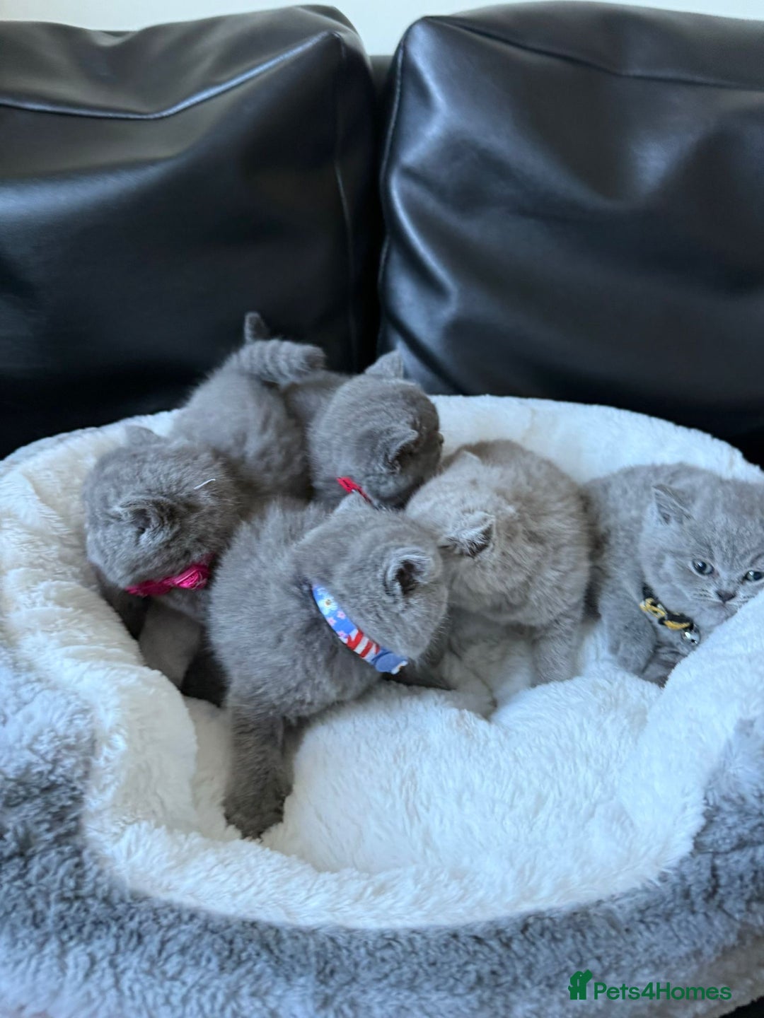 British Shorthair cats for sale: 5 beautiful British Shorthair Girls for sale - Advert 3
