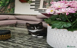 Mixed Breed cats for sale: 6 lovely brothers looking for new home - Image 12