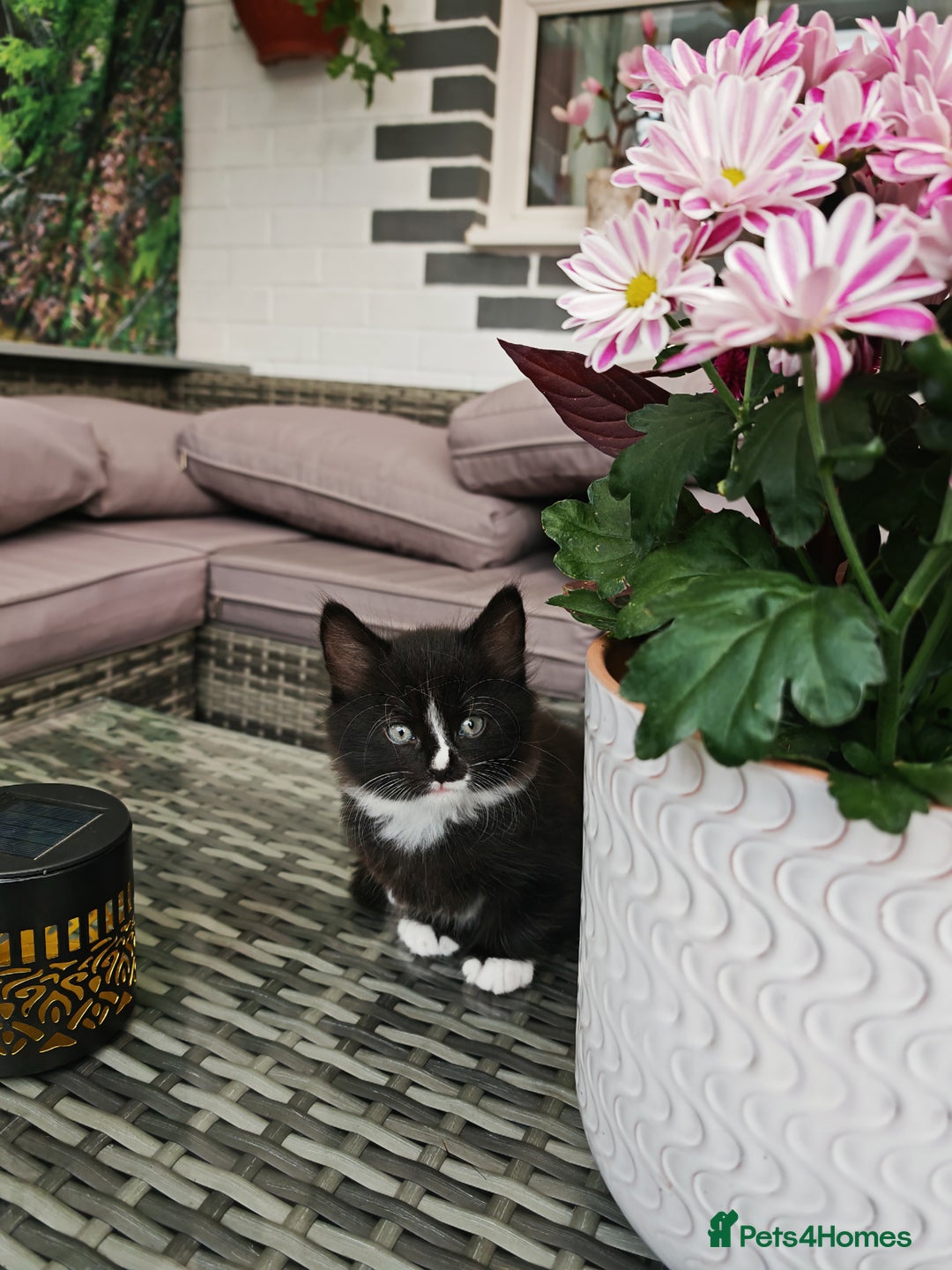 Mixed Breed cats for sale: 6 lovely brothers looking for new home - Image 12