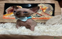 Sphynx cats for sale: Sphynx kittens✨ - Image 2