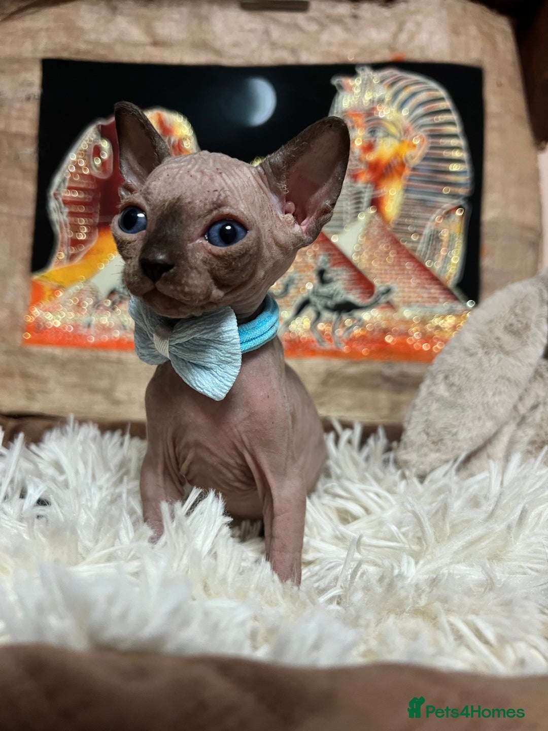 Sphynx cats for sale: Sphynx kittens✨ - Image 2