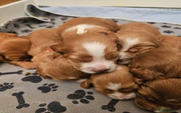 Mixed Breed dogs for sale: Cockalier/Springer Spaniel puppies ready for you! in London - Image 7