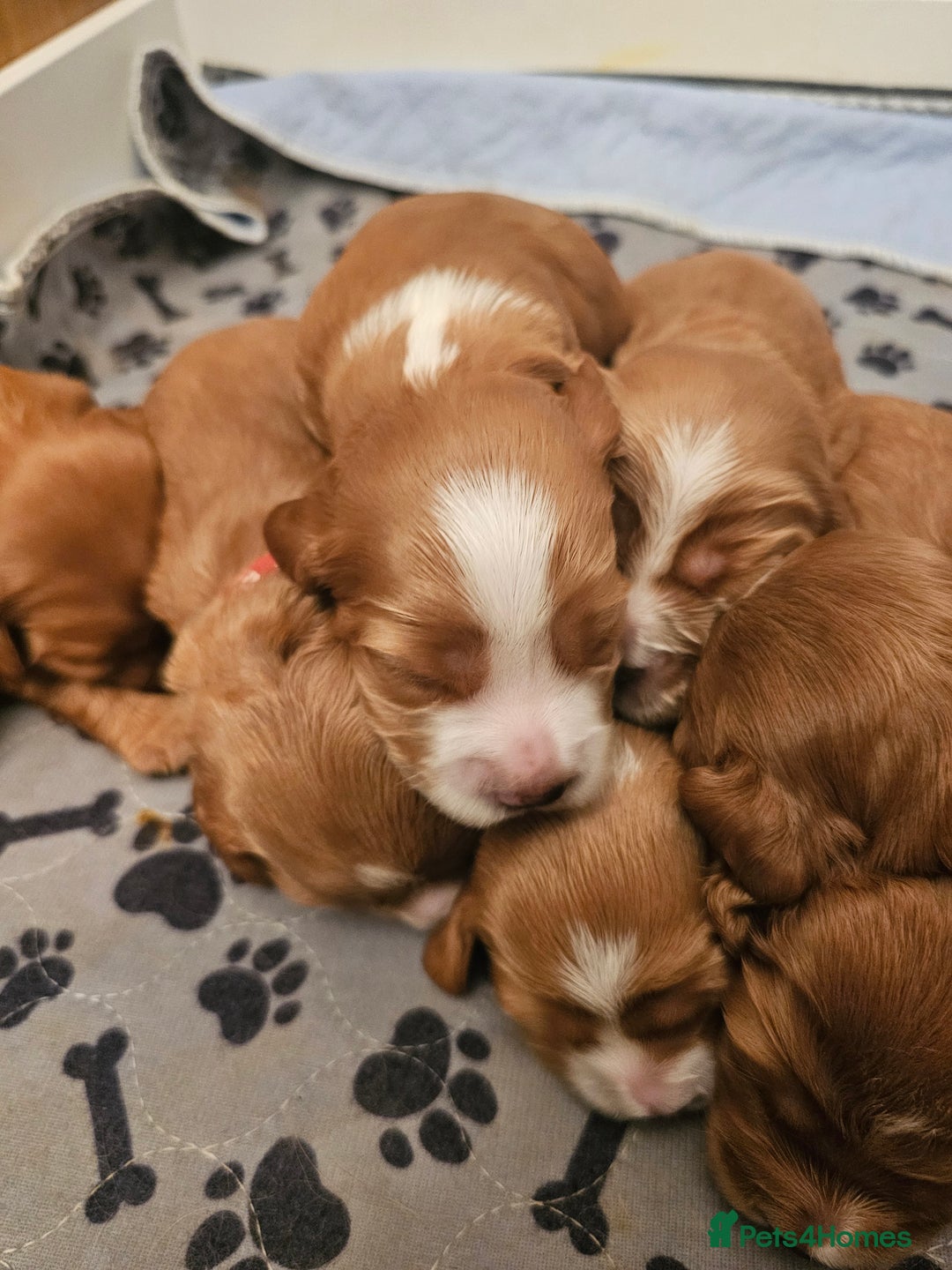 Mixed Breed dogs for sale: Cockalier/Springer Spaniel puppies ready for you! in London - Image 7