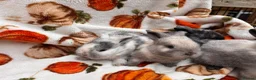 Mixed Breed rabbits for sale: Four utterly adorable bunnies available 🐰 - Advert 5