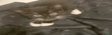 Mixed Breed 3