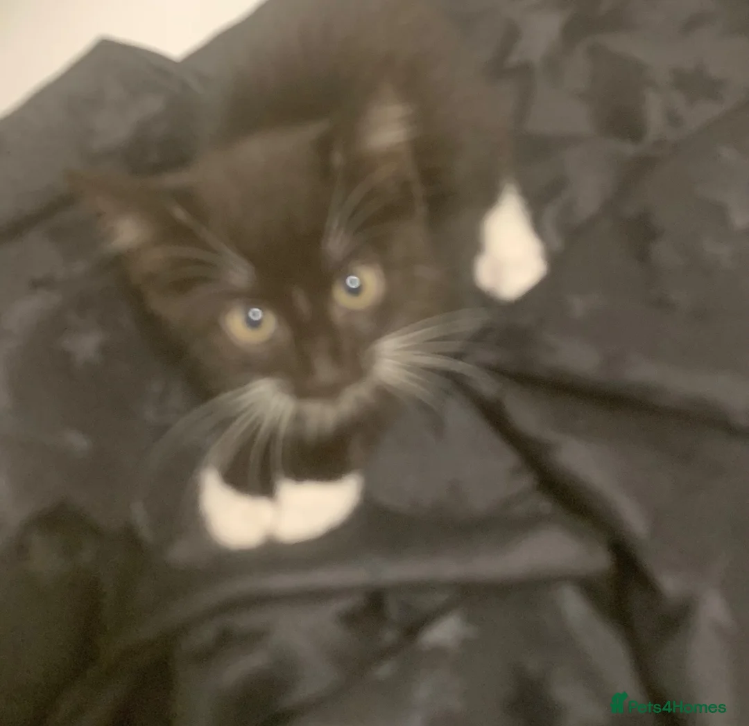 Mixed Breed cats for sale: Kittens for sale  - Advert 2