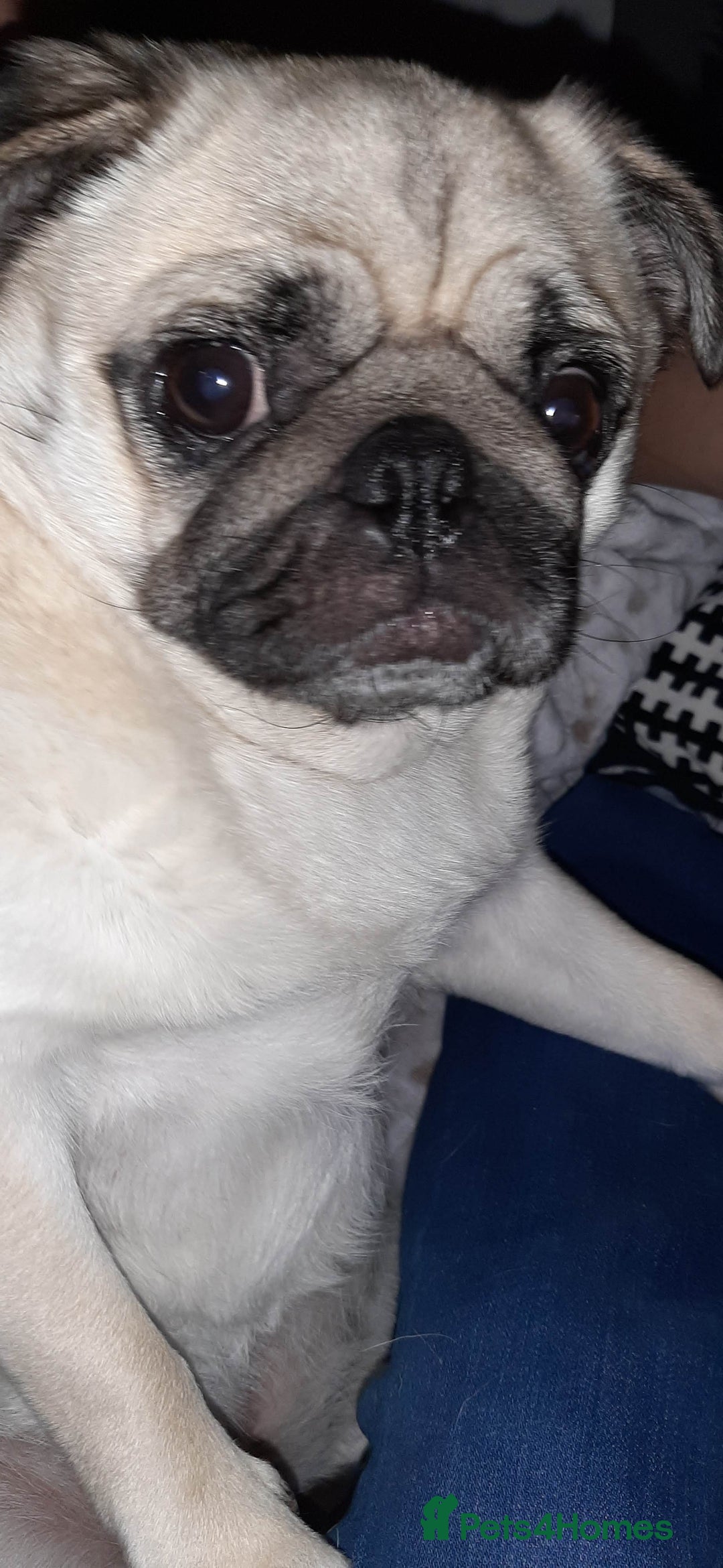 Pug dogs for sale: Porscha requires new home as moving abroad  - Image 9