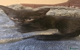 Mixed Breed cats for sale: Kittens 3 boys  - Image 7