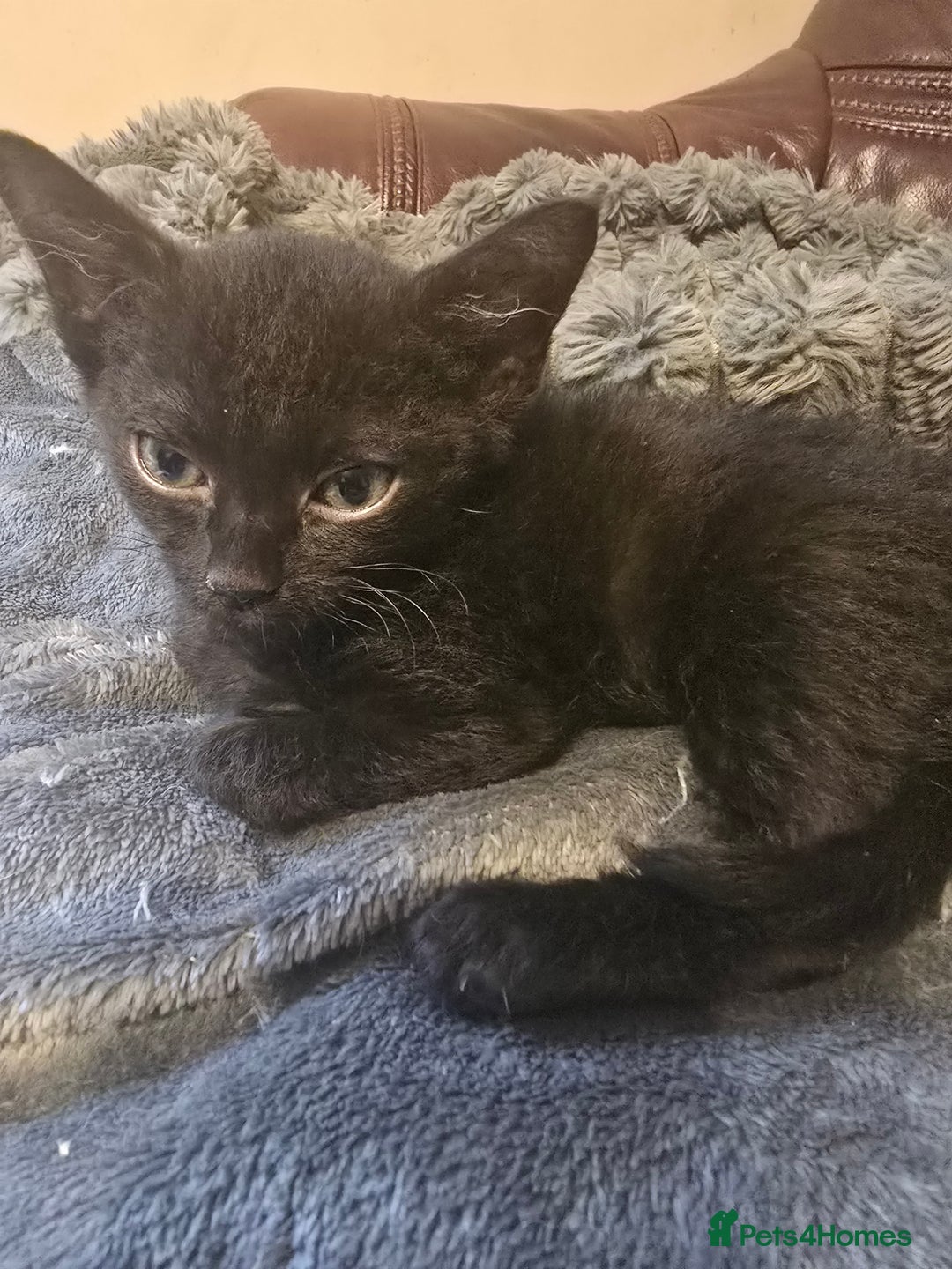 Mixed Breed cats for sale: Kittens 3 boys  - Image 7