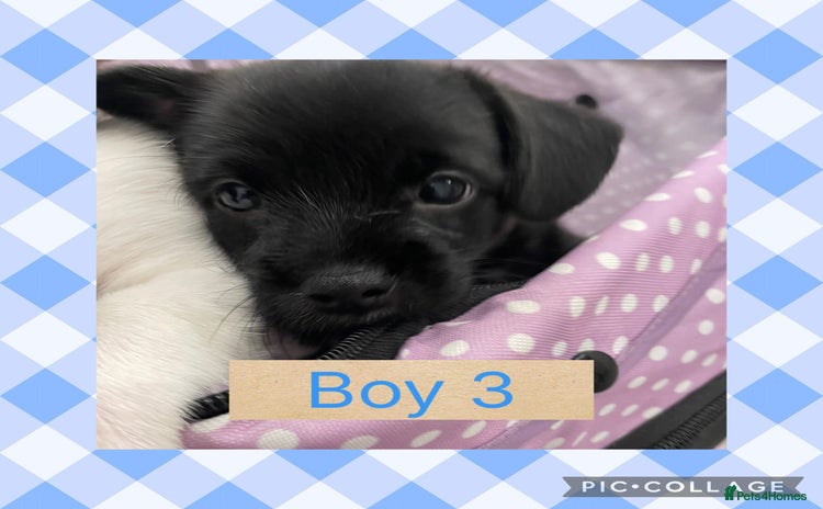 Mixed Breed dogs - Advert 9