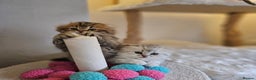 Scottish Fold cats for sale: Reduced💥Scottishfold tica kittens london  - Advert 22