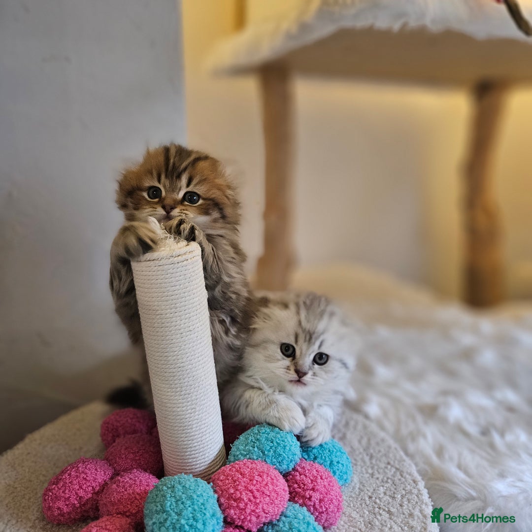 Scottish Fold cats for sale: Reduced💥Scottishfold tica kittens london  - Advert 22
