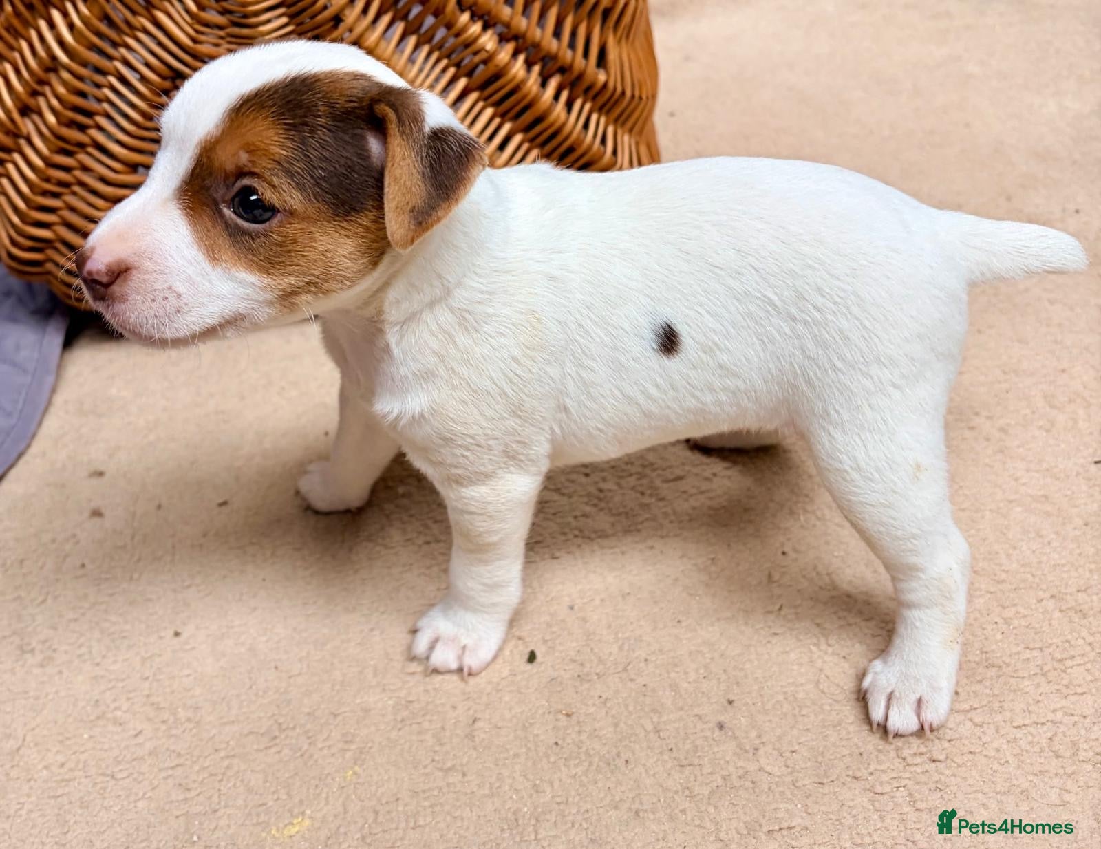 Jack Russell dogs for sale: Jack Russell  - Advert 1