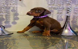 Dobermann dogs for sale: Gorgeous Eu**an Dobermann Puppies - Image 2