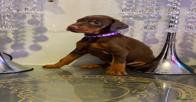Dobermann dogs - Advert 5