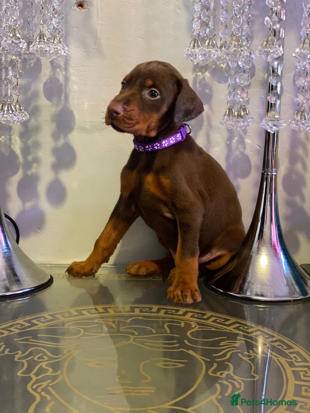 Dobermann dogs for sale: Gorgeous Eu**an Dobermann Puppies - Image 2