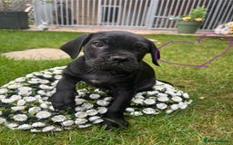 Cane Corso dogs for sale:  Reg - UKBKC Cane Corsos loyal family guardians  - Image 14